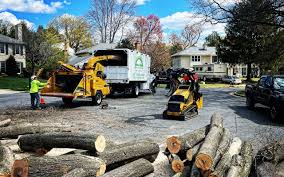 Best Fruit Tree Pruning  in Bellevue, WA