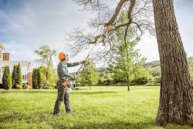 Professional Tree Removal in Bellevue, WA