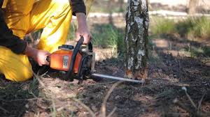 Best Lawn Maintenance Plans  in Bellevue, WA