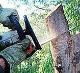 Best Tree Disease Treatment  in Bellevue, WA