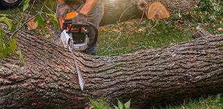 Best Pest Control for Lawns  in Bellevue, WA