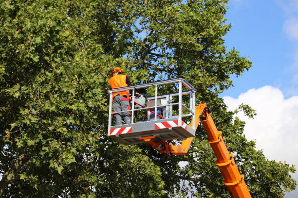 Best Root Management and Removal  in Bellevue, WA