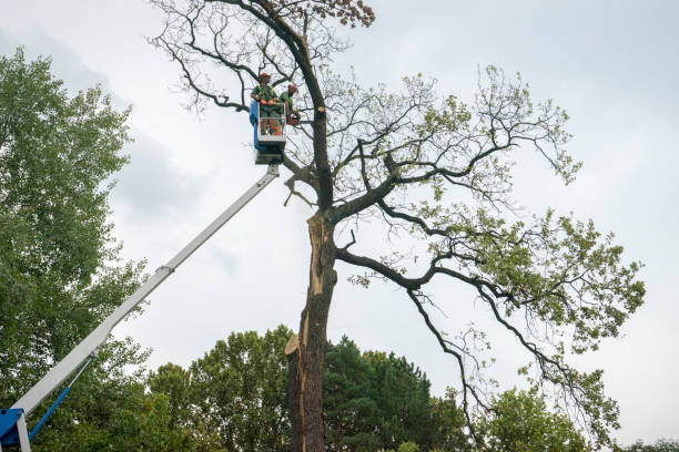 Best Storm Damage Tree Cleanup  in Bellevue, WA
