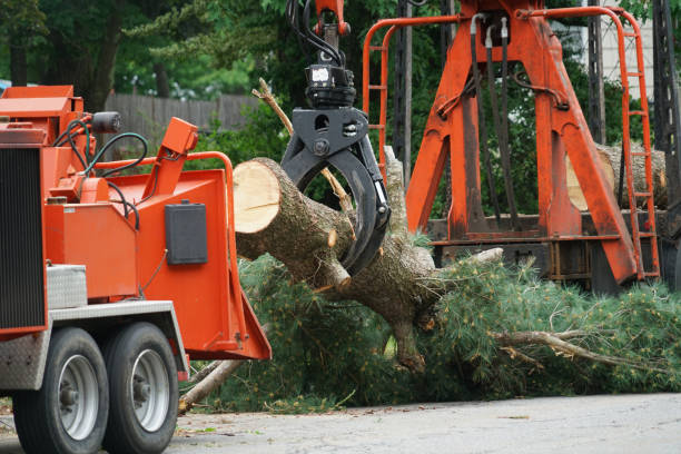  Bellevue, WA Tree Removal Pros